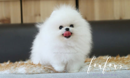 Neo - Pomeranian M.