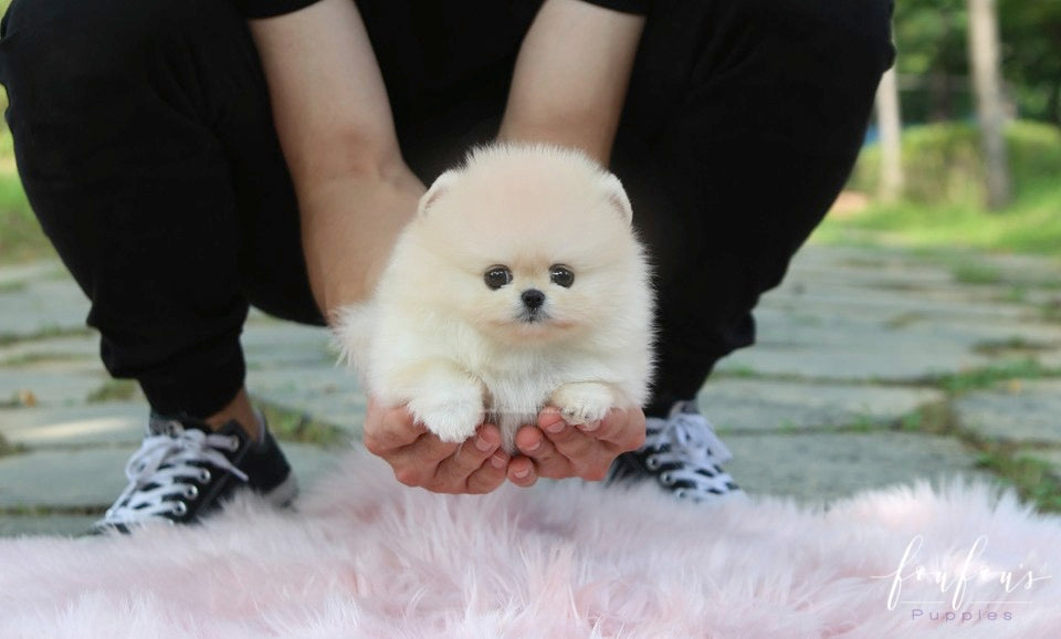 Ashta - Pomeranian M.