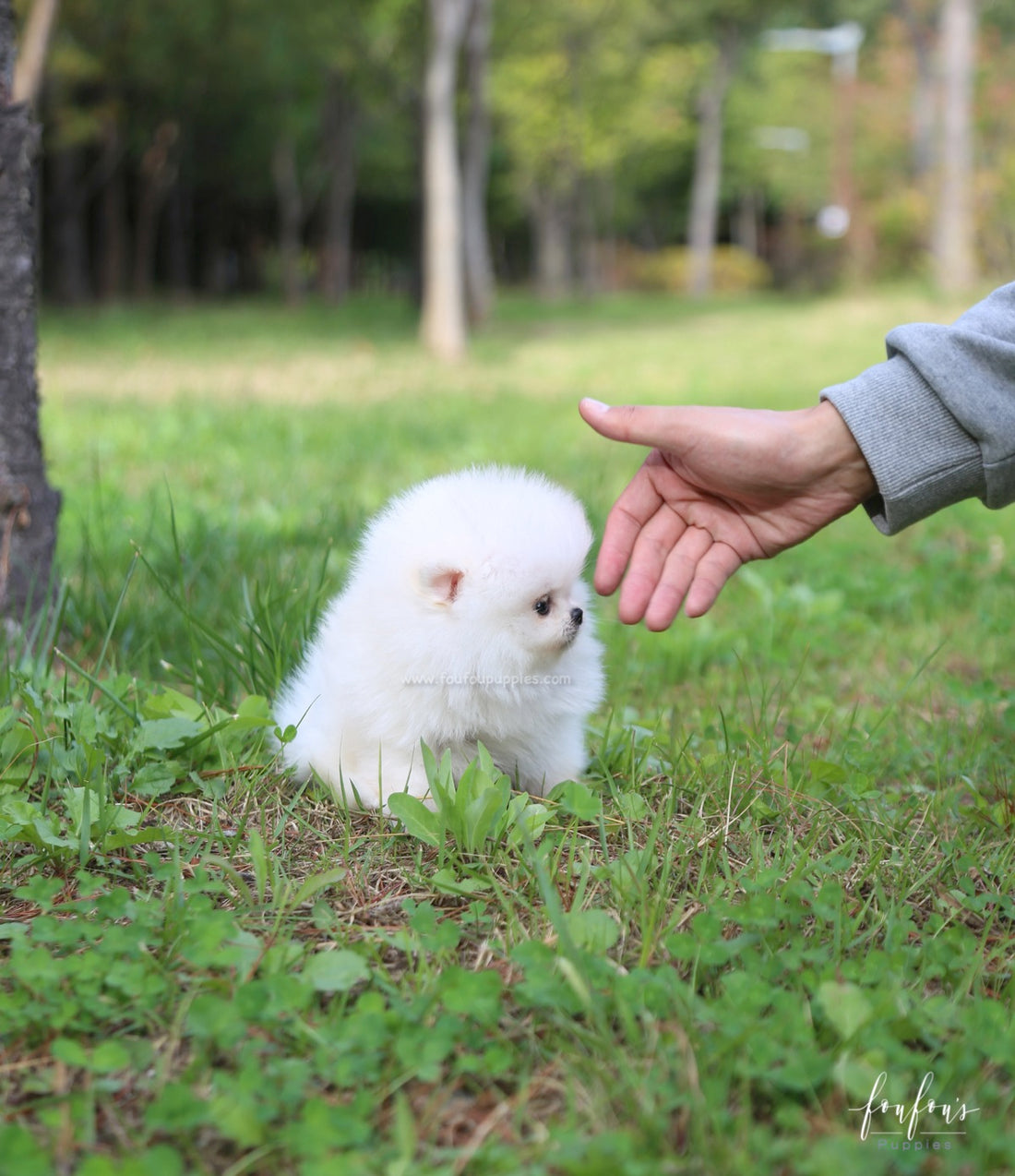 Champ - Pomeranian M.