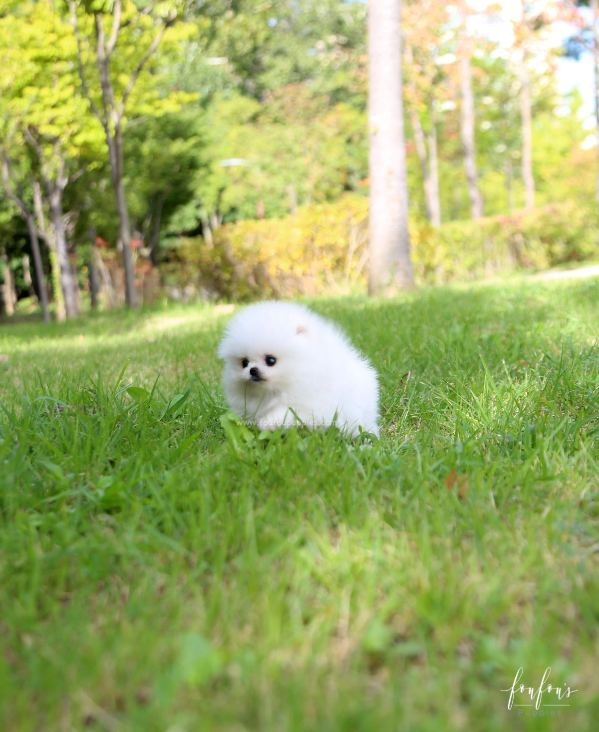 Champ - Pomeranian M.