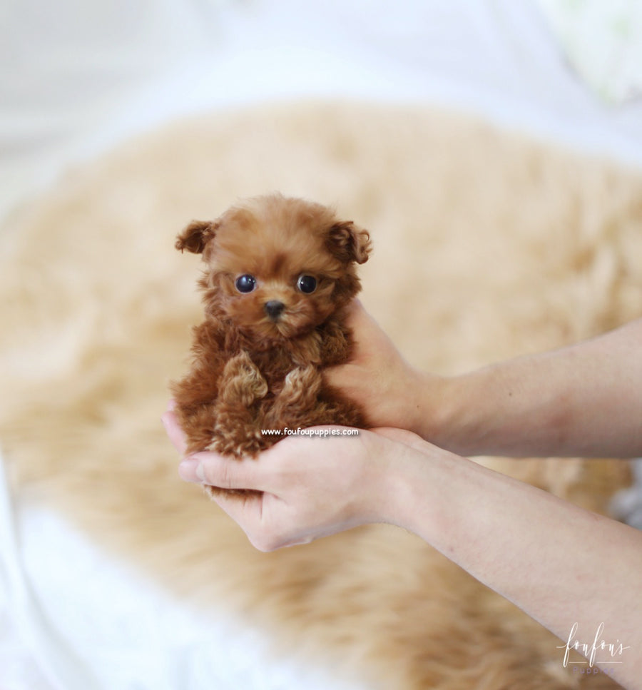 Bali - Poodle M.