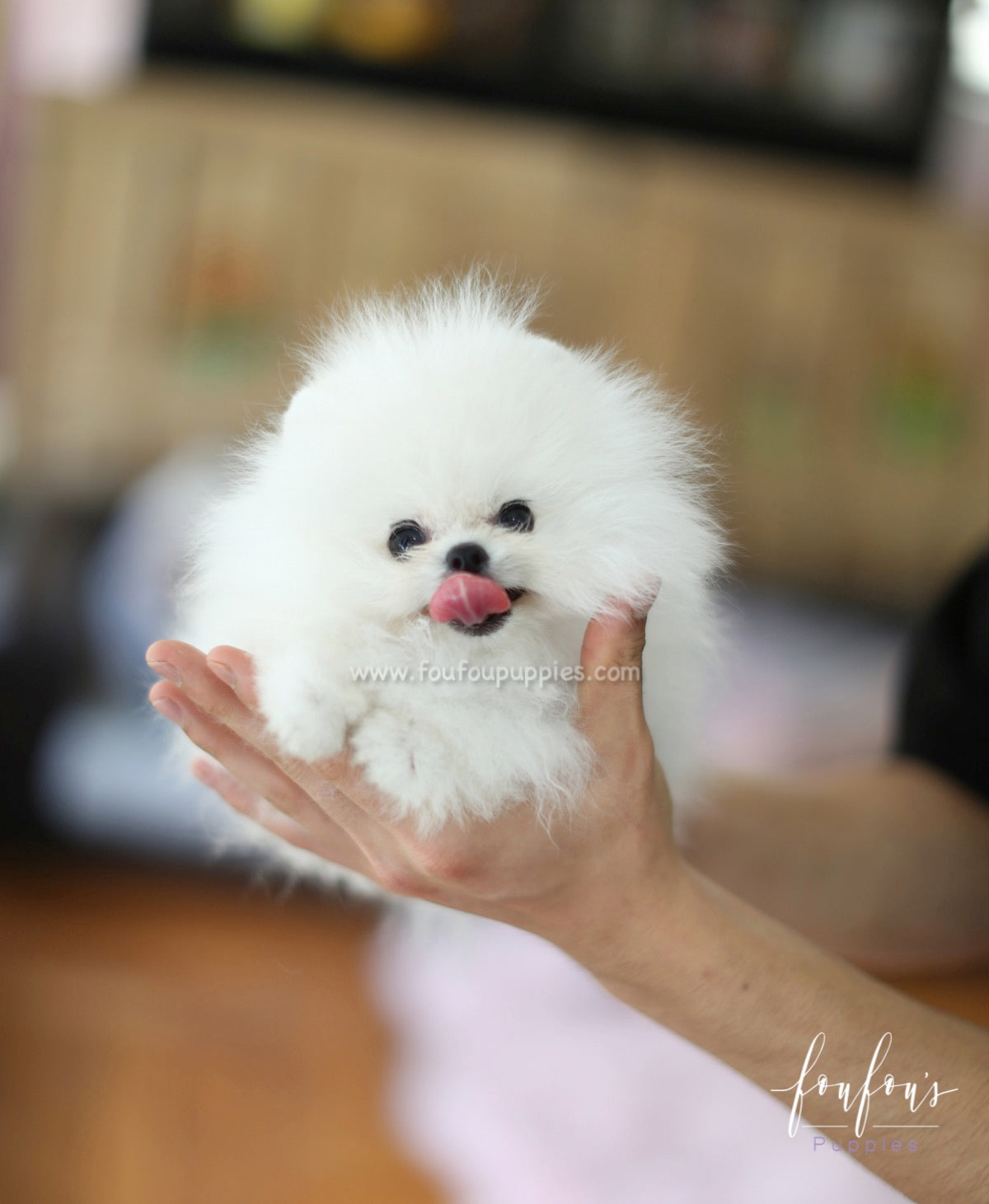 Neo - Pomeranian M.