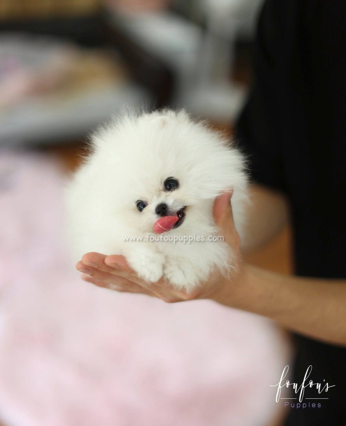 Neo - Pomeranian M.