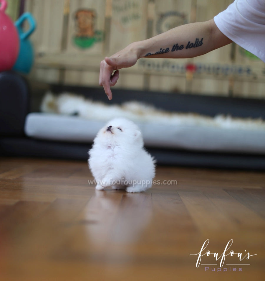 Tank - Pomeranian M.