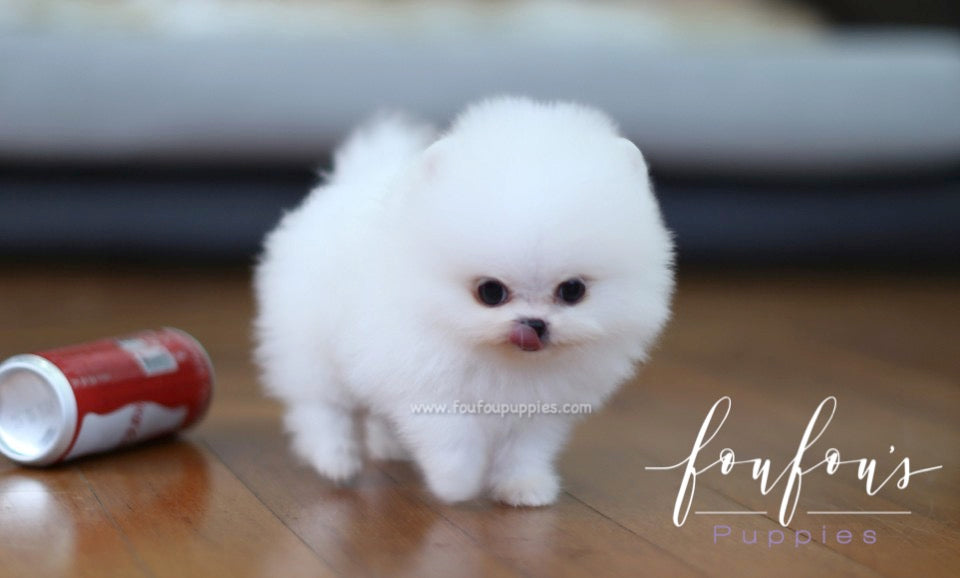 Tank - Pomeranian M.