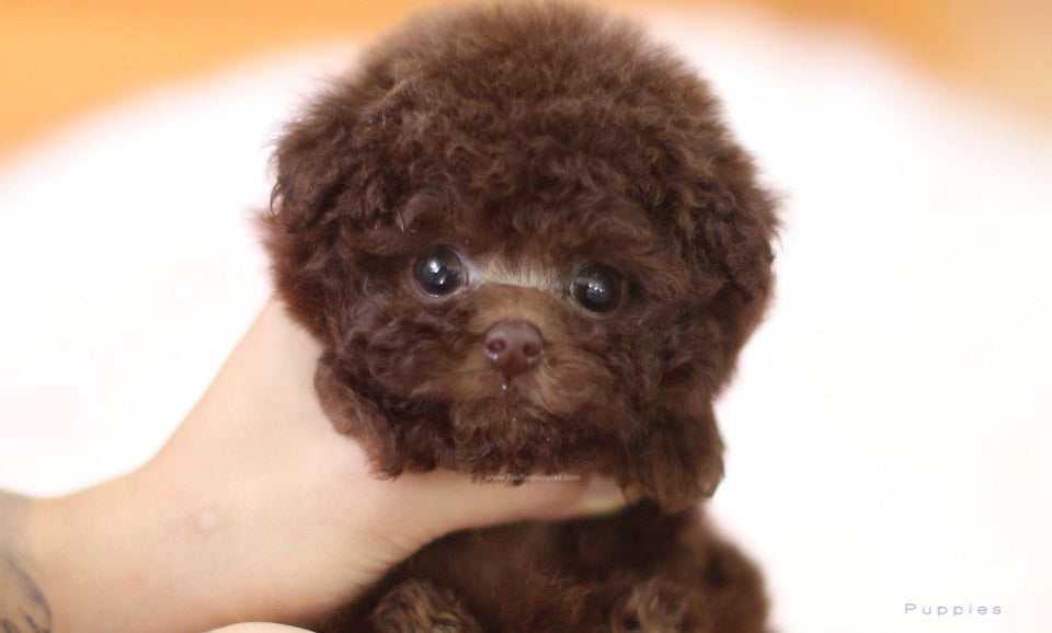 Hershey - Poodle M.