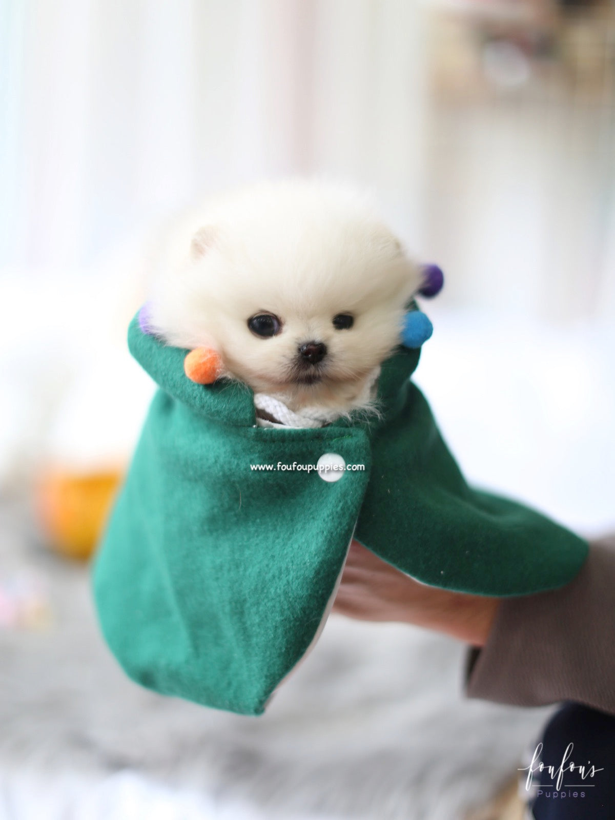 Milk - Pomeranian M.