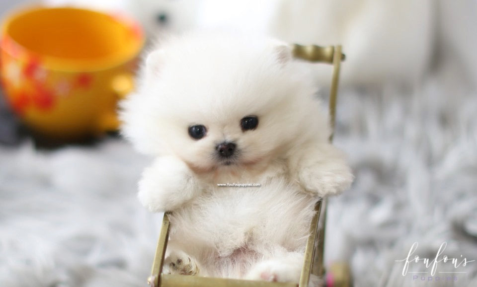 Milk - Pomeranian M.