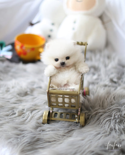 Milk - Pomeranian M.