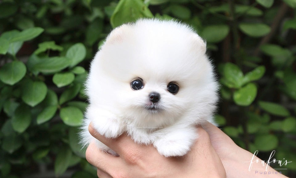 Nova - Pomeranian M.