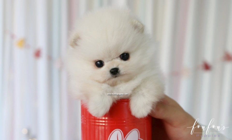 Snowie - Pomeranian M.