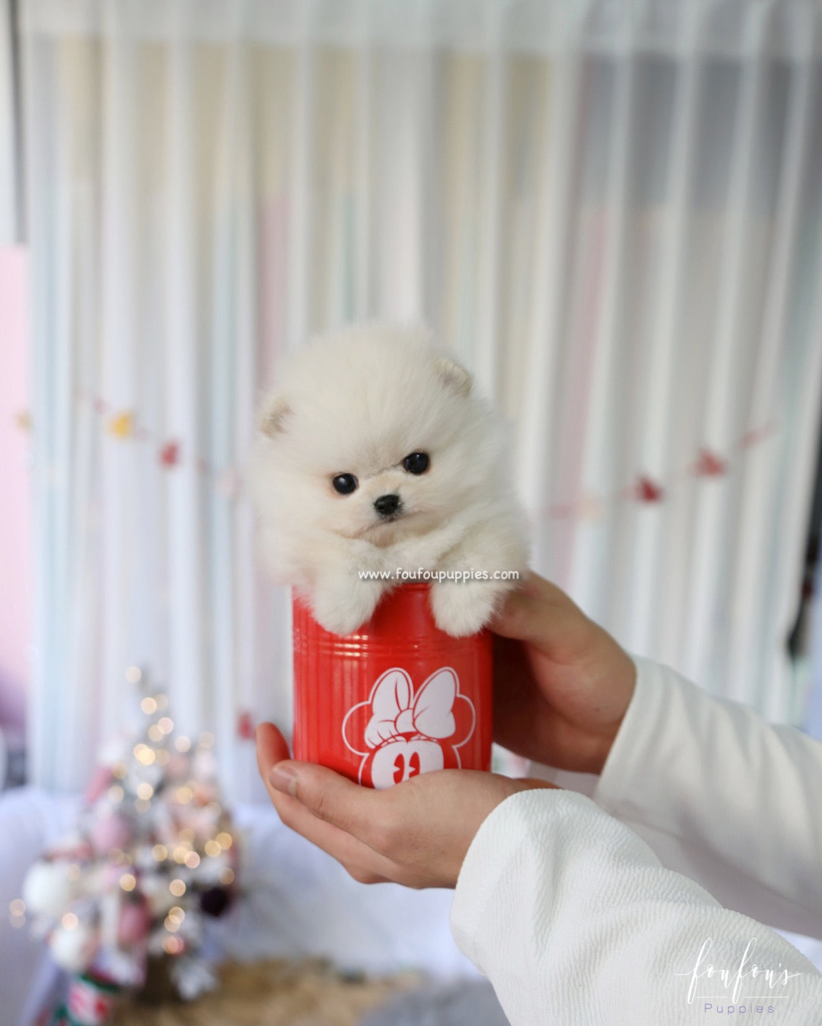 Snowie - Pomeranian M.