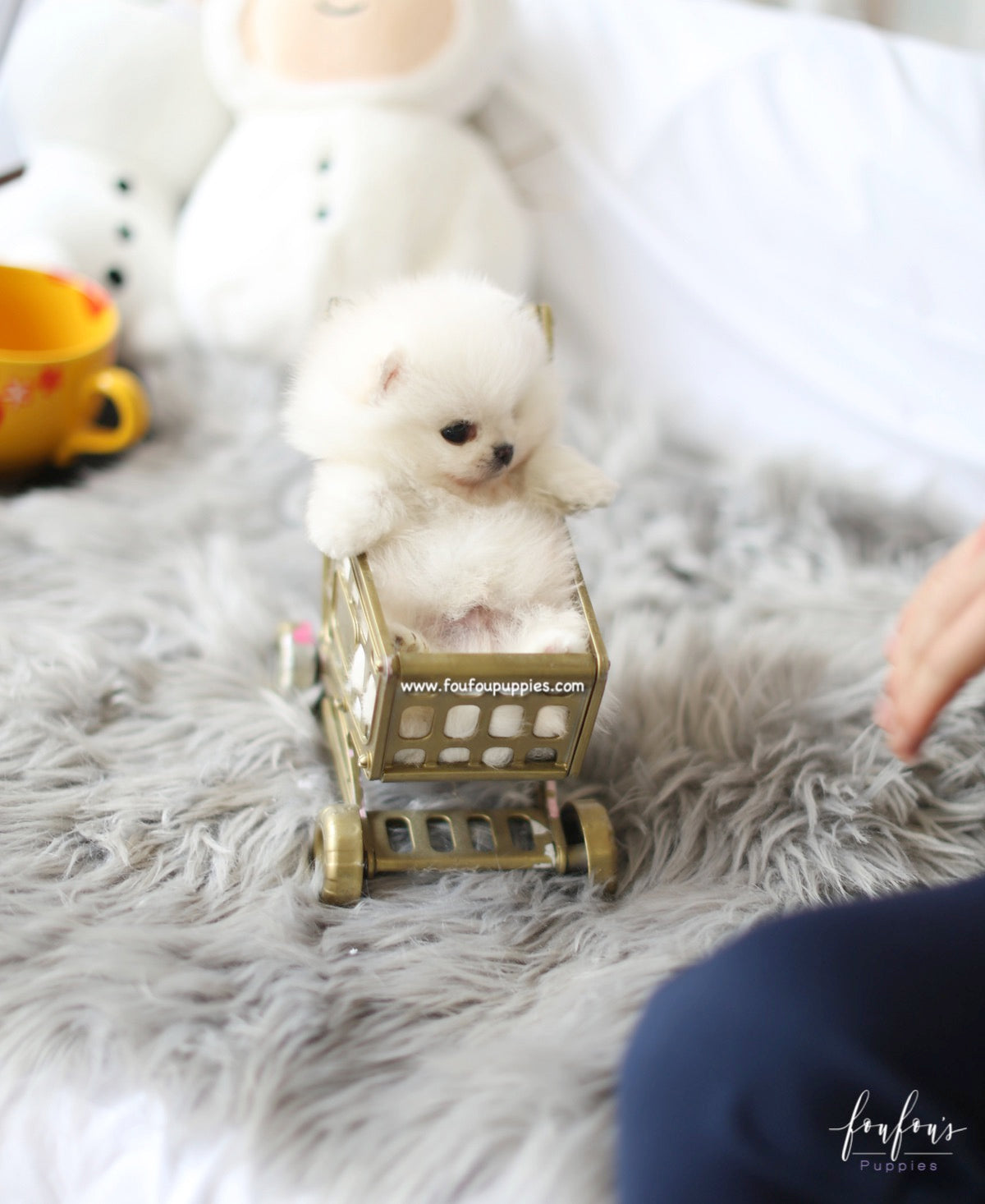 Milk - Pomeranian M.