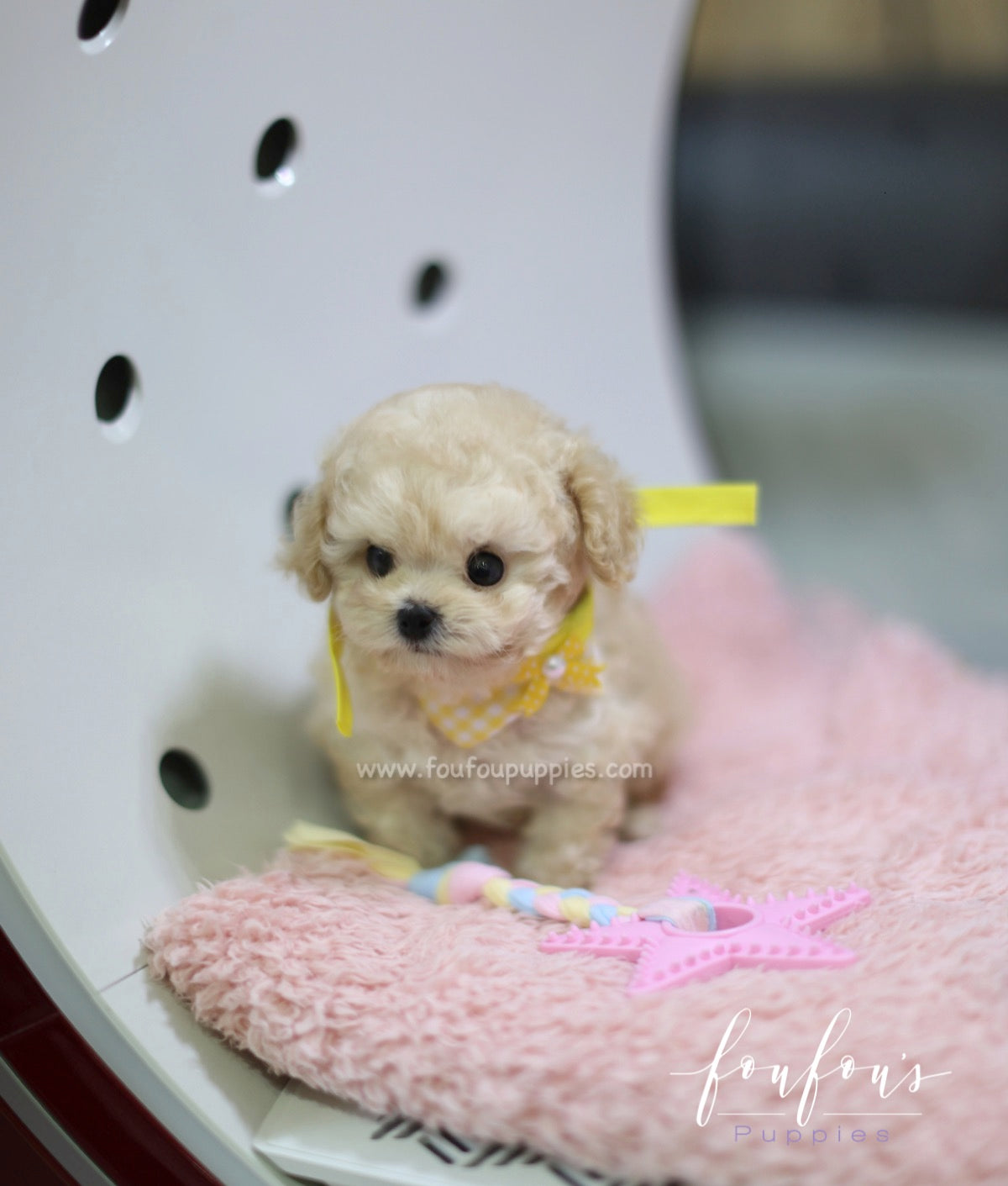 Patchi - Poodle M.