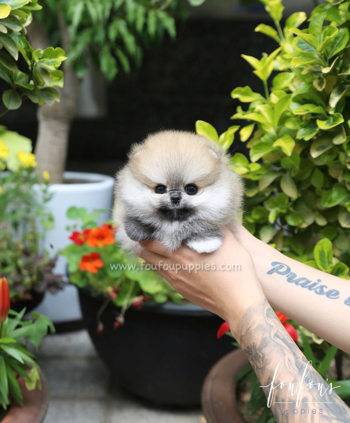 Bubba - Pomeranian M.