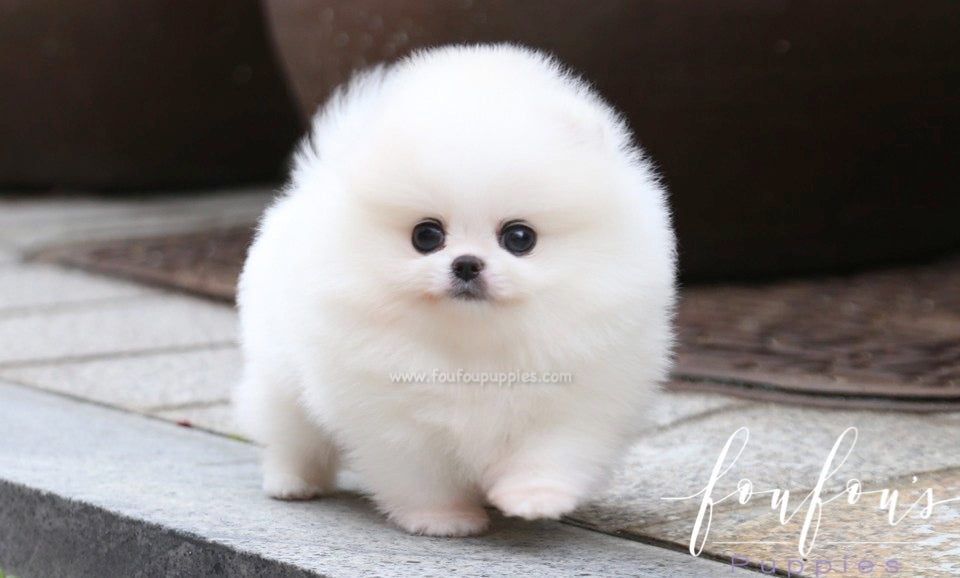 Shine - Pomeranian M.