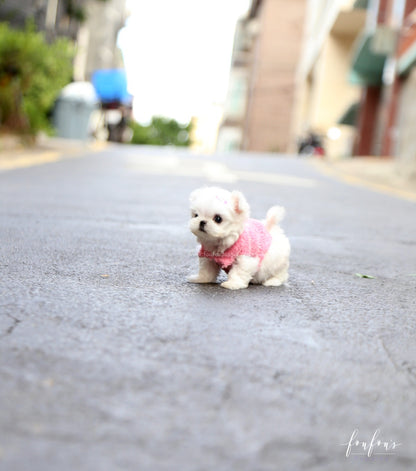 Chia - Maltese F.