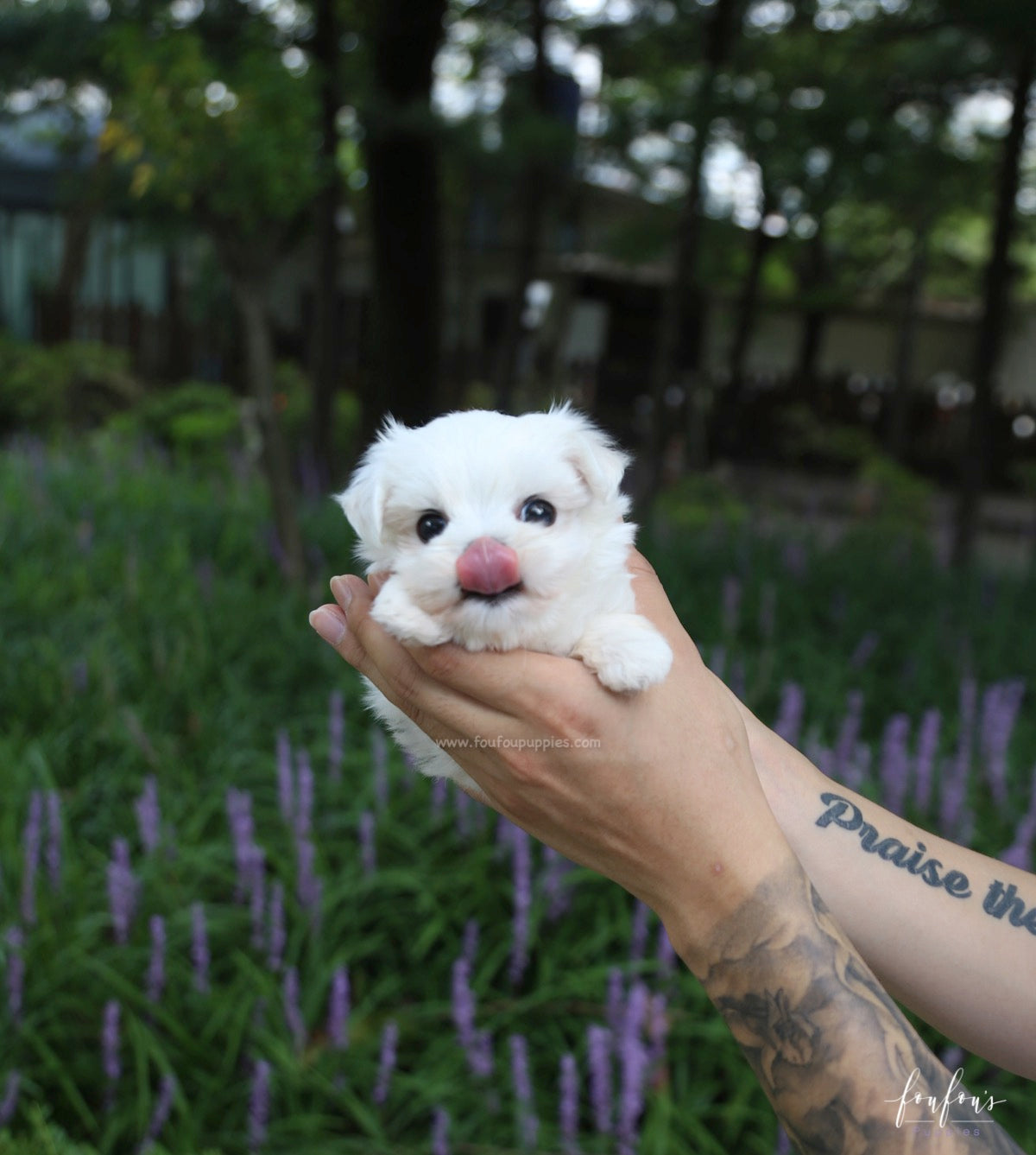 Jazzy - Maltese F.