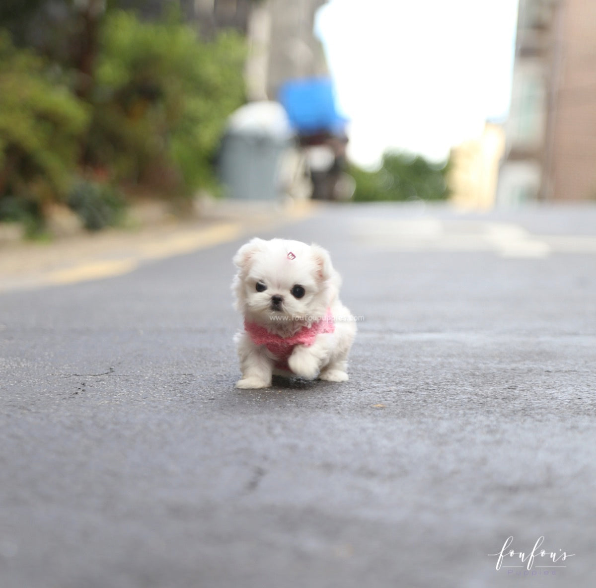 Chia - Maltese F.