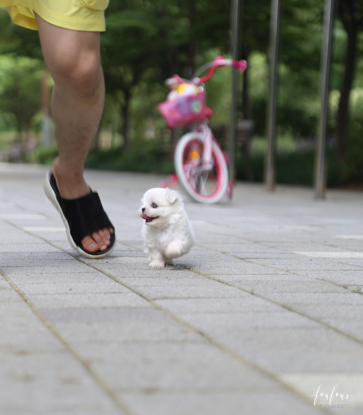 Jazzy - Maltese F.