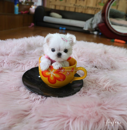 Chia - Maltese F.