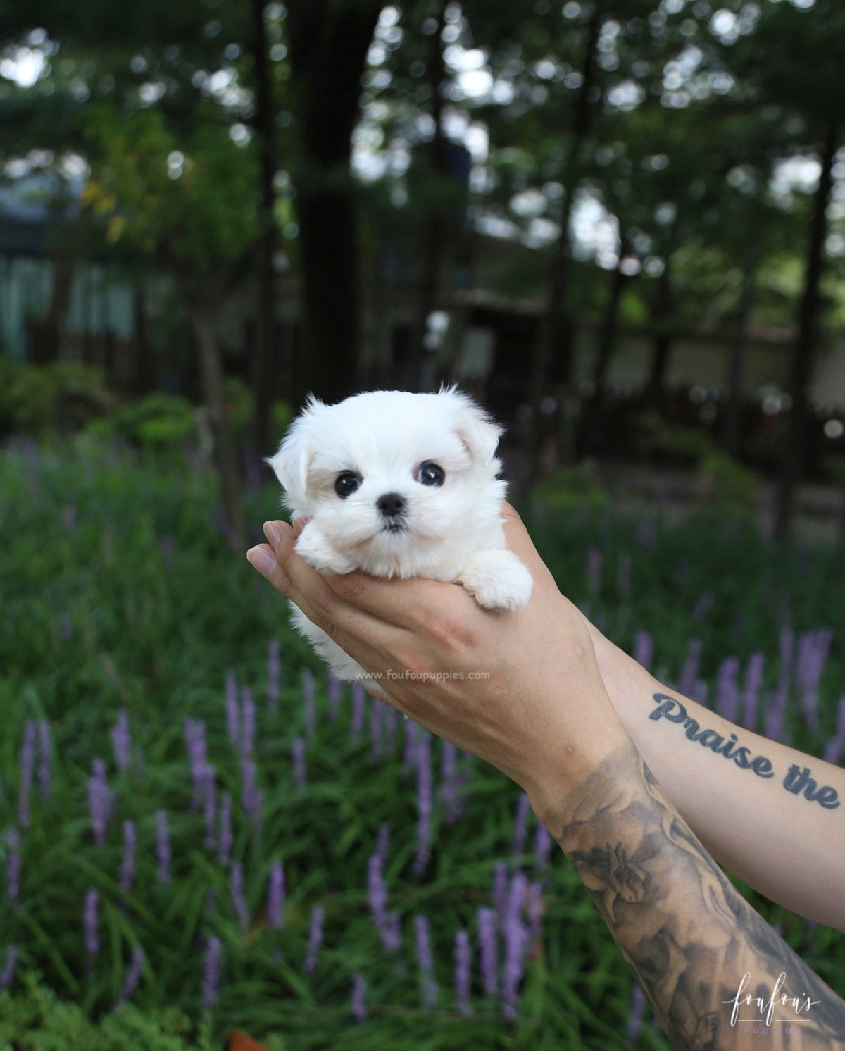 Jazzy - Maltese F.