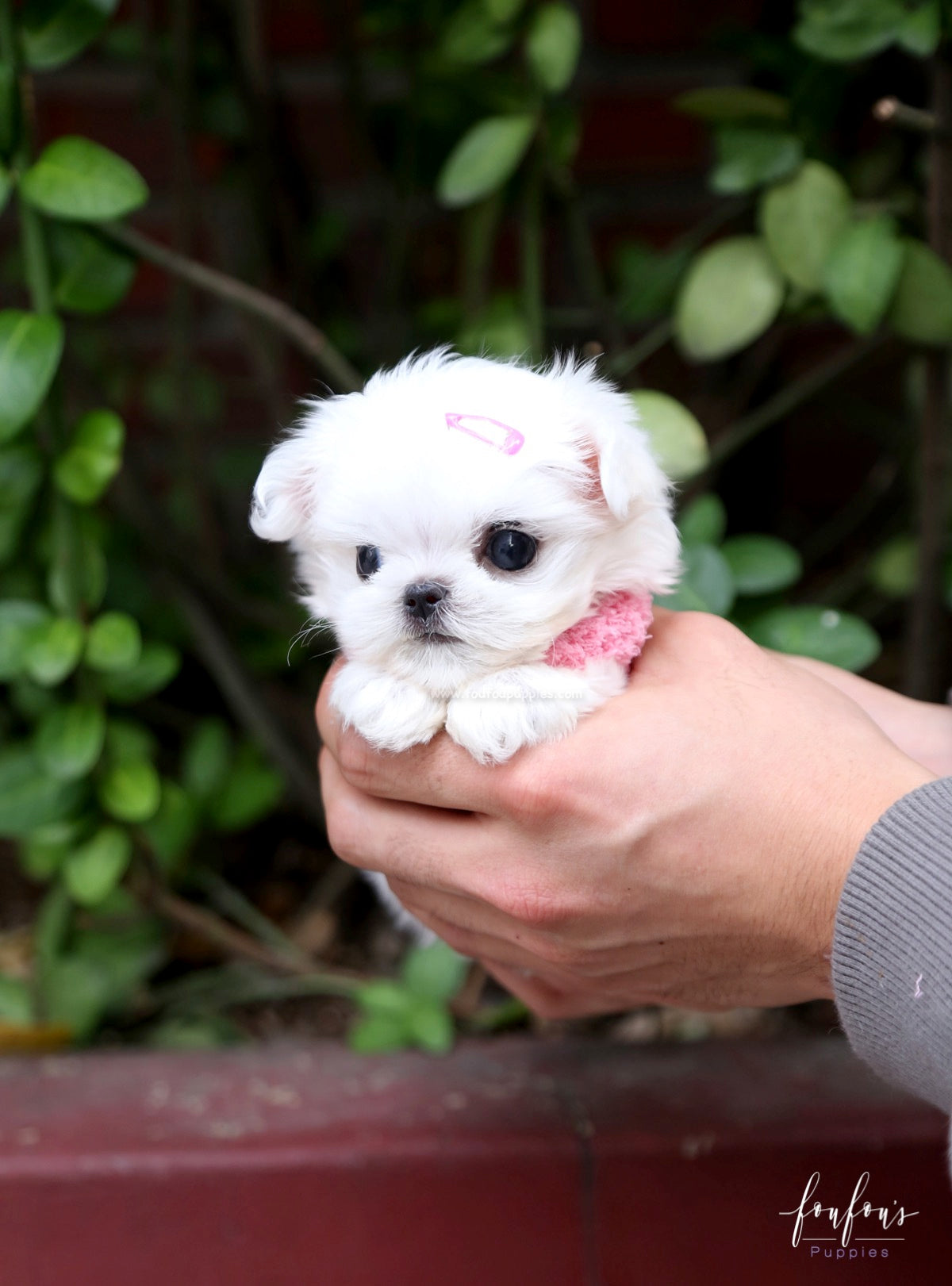 Chia - Maltese F.