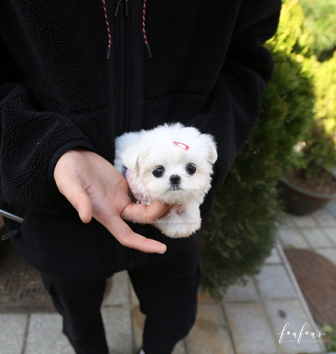 Willow - Maltese F.