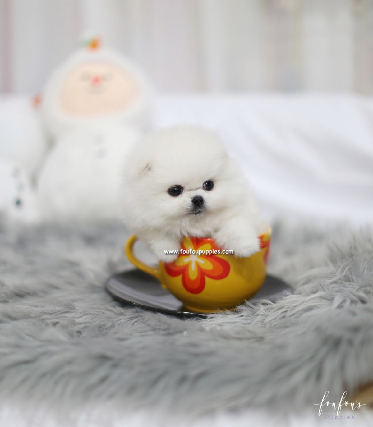 Hermes - Pomeranian M.