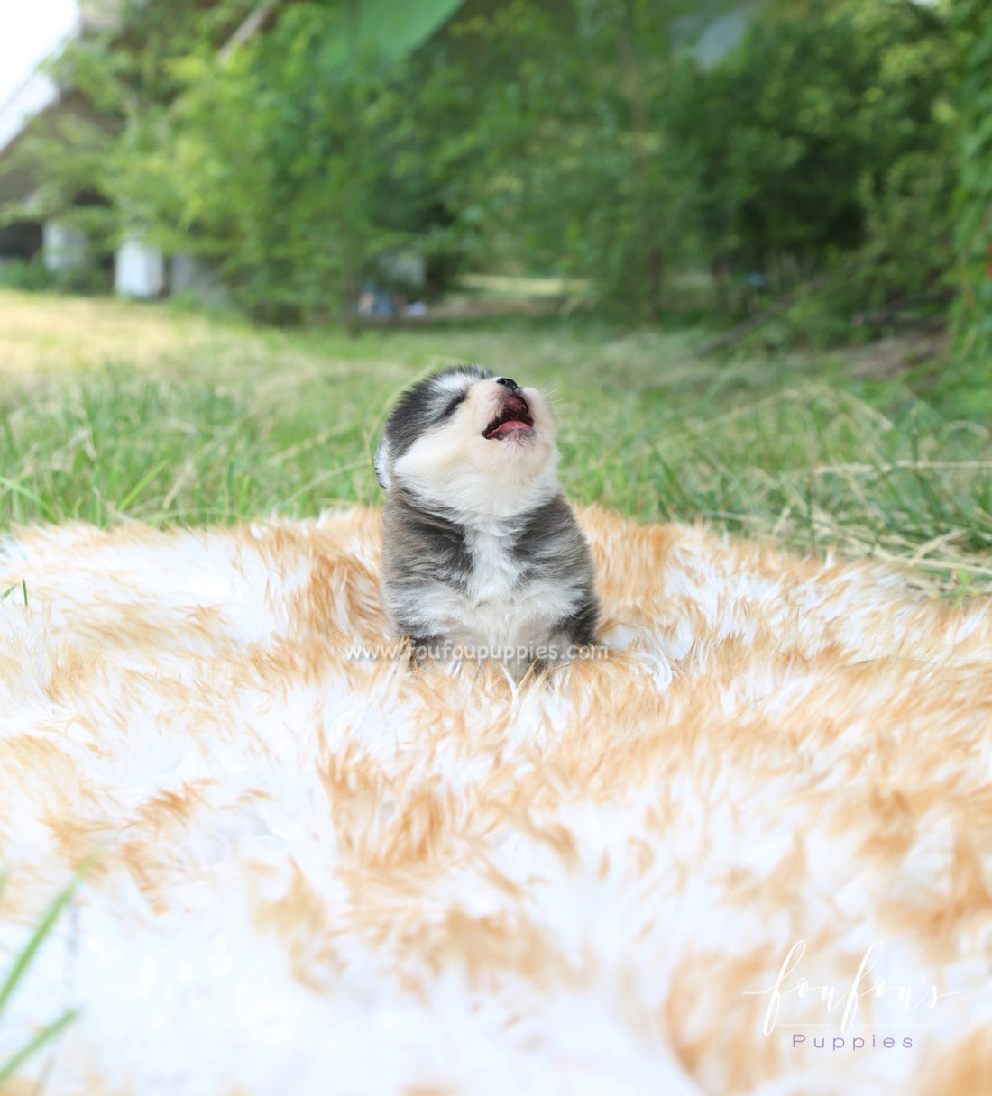 Sky - Pomsky M.