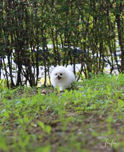 Blake - Pomeranian M.