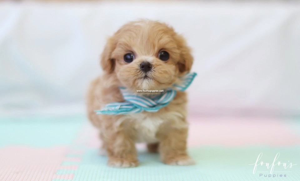 Ralph - Maltipoo M