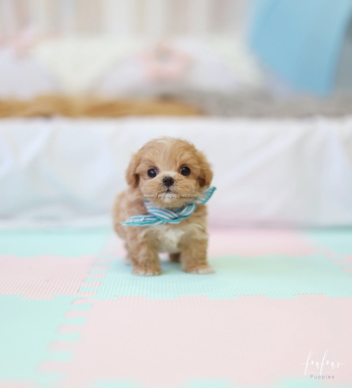 Ralph - Maltipoo M