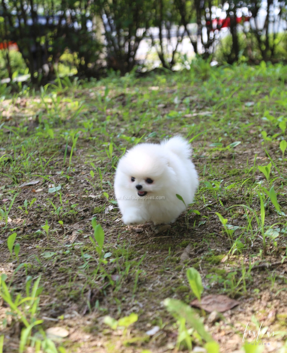 Blake - Pomeranian M.