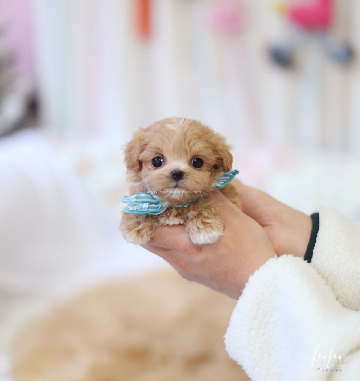 Ralph - Maltipoo M