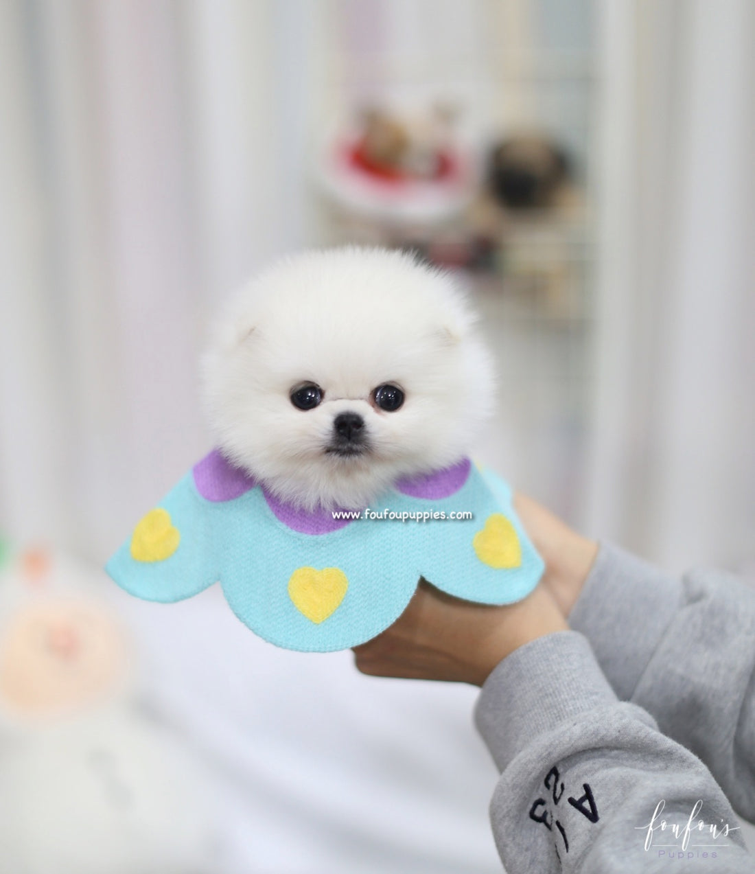 Hermes - Pomeranian M.