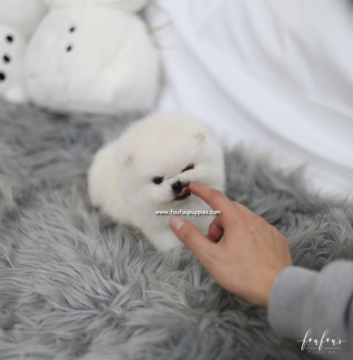 Hermes - Pomeranian M.