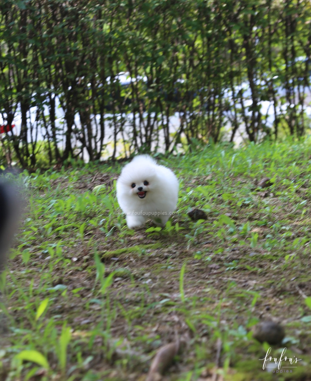 Blake - Pomeranian M.