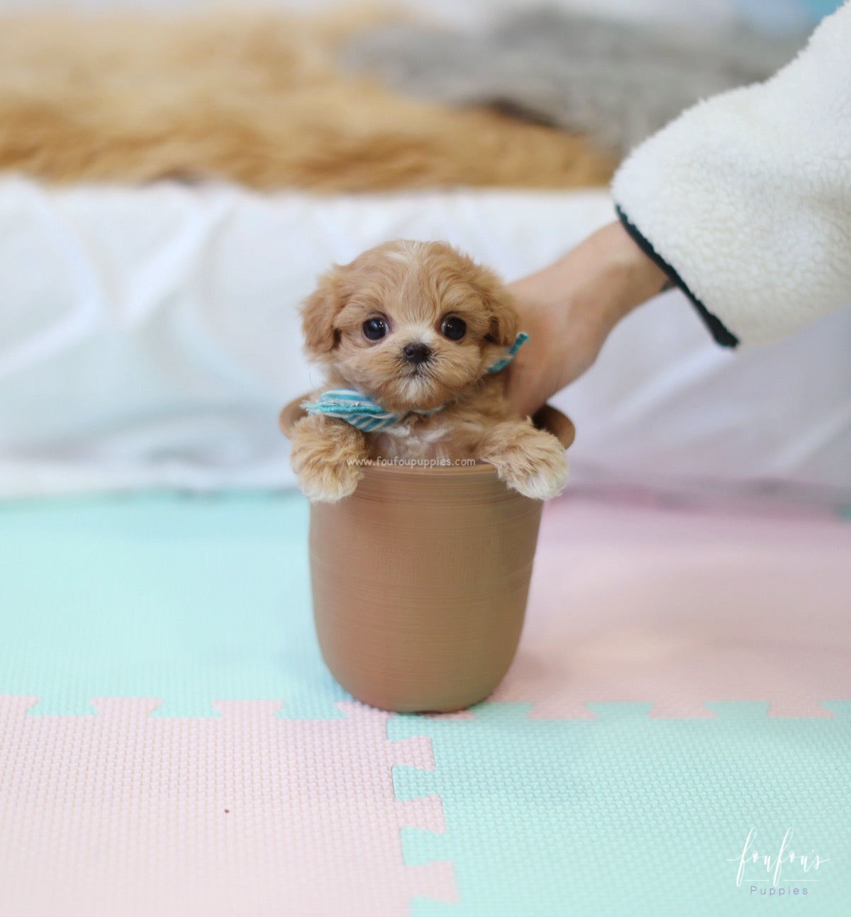 Ralph - Maltipoo M