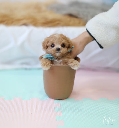 Ralph - Maltipoo M