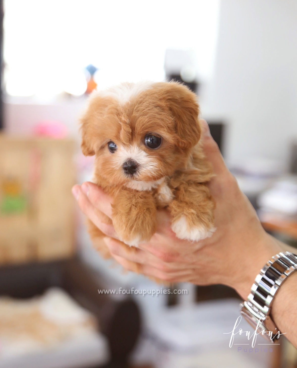 Kai - Maltipoo M.