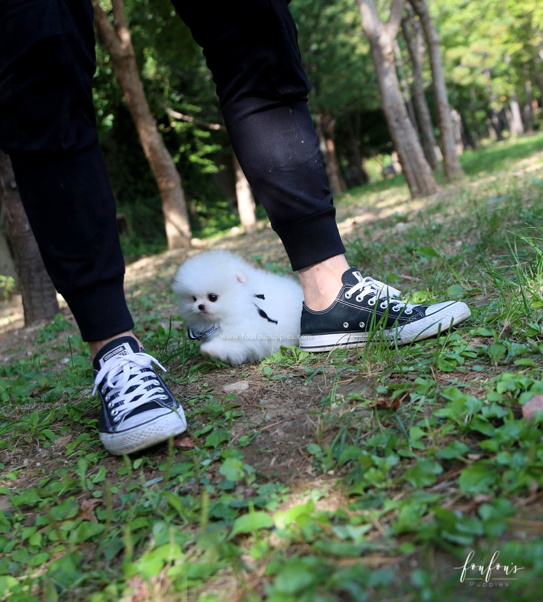 Joy - Pomeranian M.