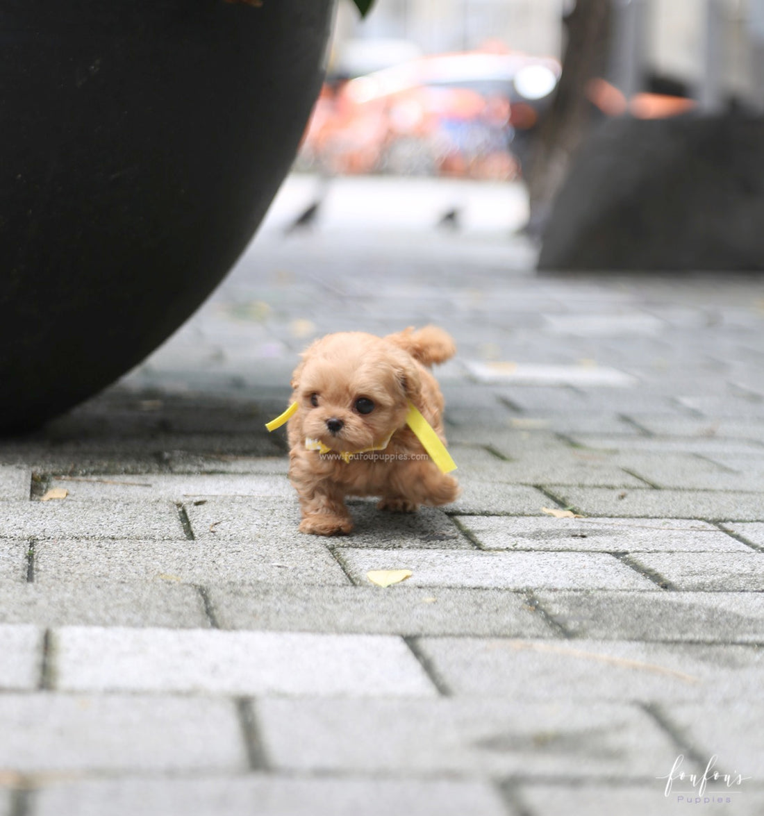 Misyiu - Maltipoo M.