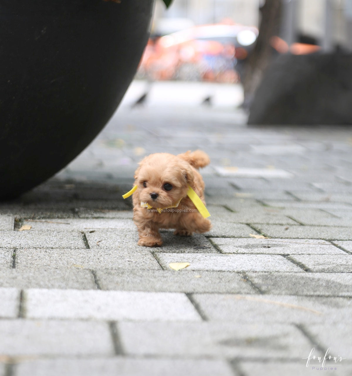 Misyiu - Maltipoo M.