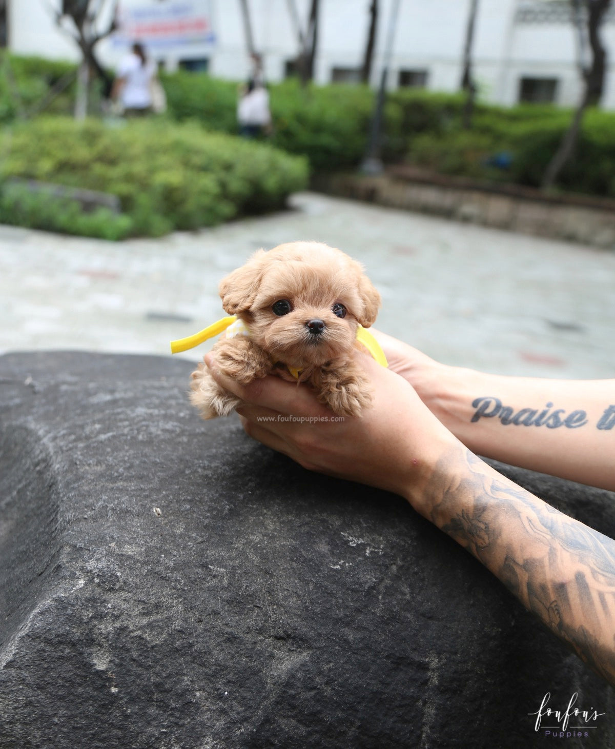 Misyiu - Maltipoo M.