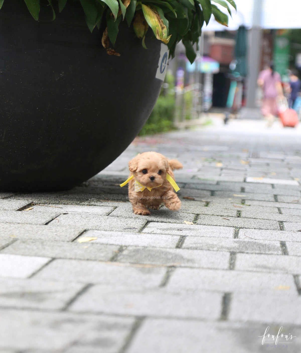 Misyiu - Maltipoo M.