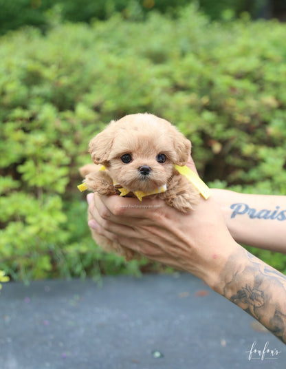 Misyiu - Maltipoo M.