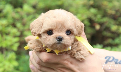 Misyiu - Maltipoo M.