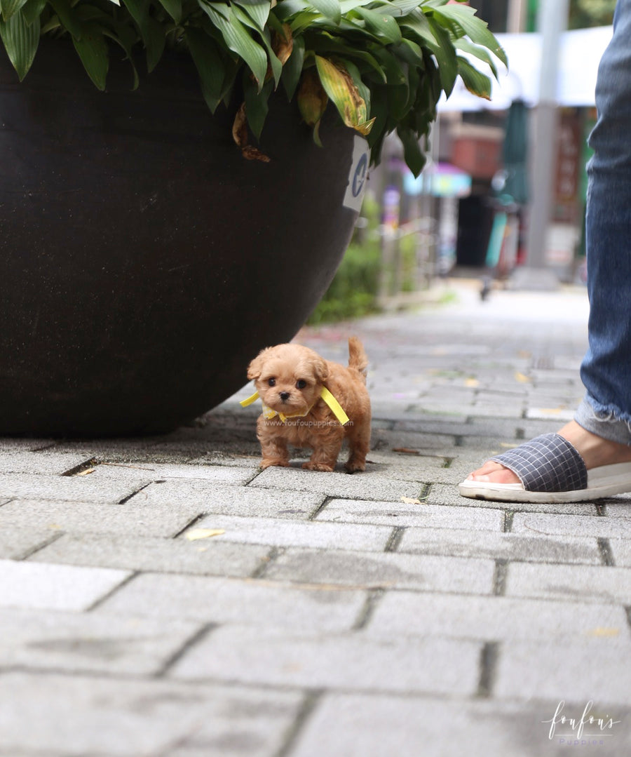 Misyiu - Maltipoo M.