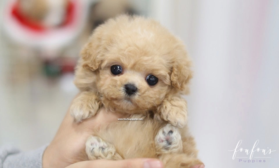 Zoe - Maltipoo F.